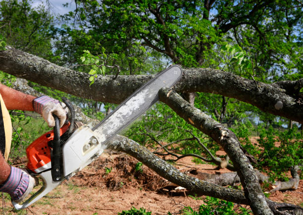 Tea, SD Tree Care Services Company